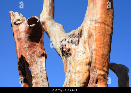 Lamartine Bcharré Cèdre Liban Rudy Rahme tree Banque D'Images