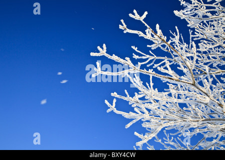 La neige qui tombe des arbres recouverts d'une givre Banque D'Images