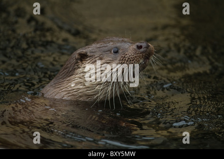 La tête et les épaules d'une nature sauvage loutre d'Europe (Lutra lutra) dans l'eau, Cumbria, England, UK Banque D'Images