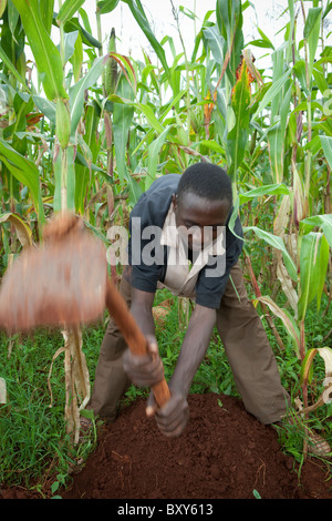 Mulate Collins (18) dans sa famille dans un champ de Webuye, District de l'ouest du Kenya. Banque D'Images