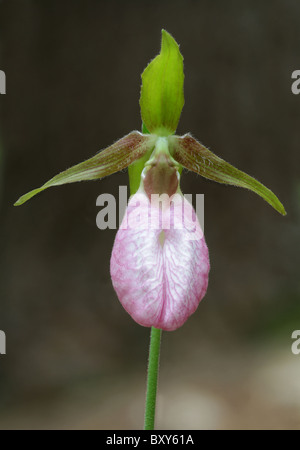 Pink Lady's Slipper (Cypripedium acaule) en fleur. Banque D'Images