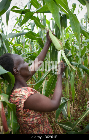 Ruthie Silondi, (40) la récolte dans son champ de maïs - Webuye, District de l'ouest du Kenya. Banque D'Images