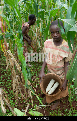 Ruthie Silondi, (40) la récolte dans son champ de maïs avec sa fille Mili Mlati (9) - District de Webuye, l'ouest du Kenya. Banque D'Images