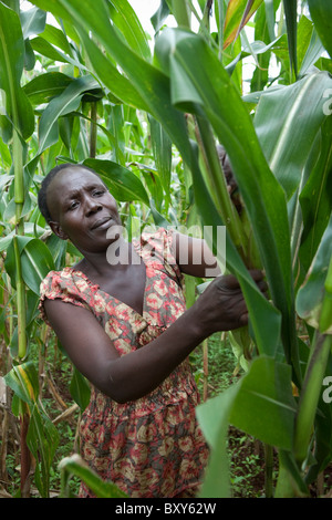 Ruthie Silondi, (40) la récolte dans son champ de maïs - Webuye, District de l'ouest du Kenya. Banque D'Images