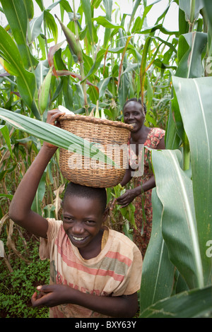 Mili Mlati (9) récoltes du maïs dans son champ dans le district de Webuye, l'ouest du Kenya. Banque D'Images