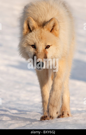 Loup arctique mettent bas au coucher du soleil ; Canis lupus arctos Banque D'Images