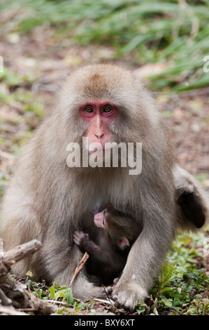 Macaque japonais (Macaca fuscata) mère et de jeunes près de Kamikochi au début du printemps. Banque D'Images