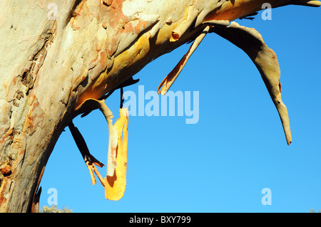 Peler l'écorce d'un arbre de la gomme en Australie Banque D'Images