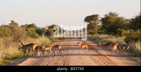 Impala (Aepyceros melampus) traverser la route à Madikwe Game Park Banque D'Images