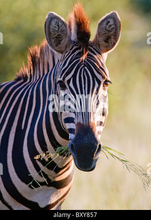 Les plaines (Burchell's Zebra (Equus quagga)) à Madikwe Game Park, Afrique du Sud Banque D'Images