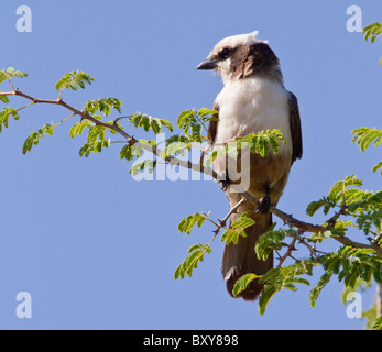 Blanche du sud (Eurocephalus anguitimens migratrice) Banque D'Images