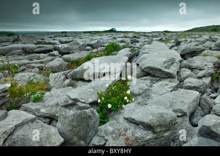 Lapiez karstiques et la glaciation du paysage la flore indigène dans le Burren, comté de Clare, à l'ouest de l'Irlande