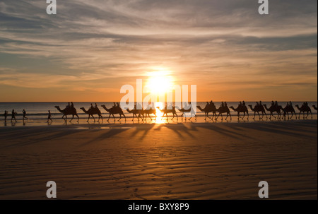 Des promenades à dos de chameau au coucher du soleil, Cable Beach, Broome, Kimberley, Australie occidentale Banque D'Images