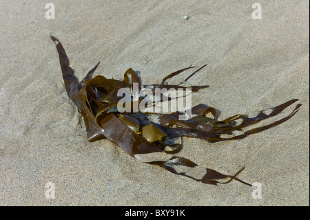 Des algues sur le sable de Spanish Point, comté de Clare, sur la côte ouest de l'Irlande Banque D'Images