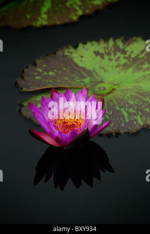 Lily l'eau libre dans l'eau avec réflexion et de feuilles vertes Banque D'Images
