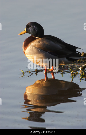 Un canard colvert (Anas platyrhynchos )en vol. Dutch Gap, Chesterfield, Missouri, USA Banque D'Images