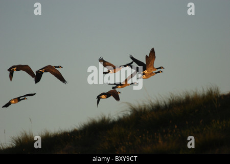 La bernache du Canada (Branta canadensis) en vol à Dutch Gap Conservation Area, Chesterfield, Virginie Banque D'Images