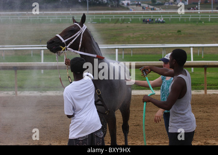 Cheval d'être refroidi après course de Colonial Downs, Virginie, USA 2010 Banque D'Images