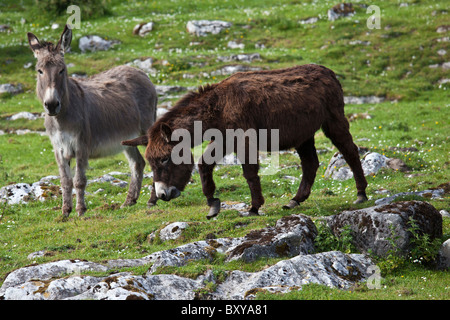 Brun et gris irlandais traditionnel des ânes dans le Burren, comté de Clare, à l'ouest de l'Irlande Banque D'Images