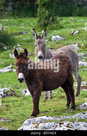 Brun et gris irlandais traditionnel des ânes dans le Burren, comté de Clare, à l'ouest de l'Irlande Banque D'Images