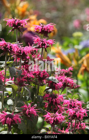 Jardins de Mount Pleasant, en Angleterre. Vue d'été des parterres en pleine floraison à Mount Pleasant Gardens. Banque D'Images