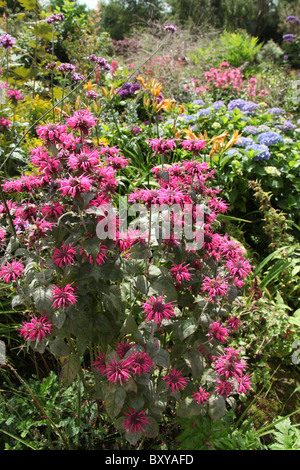 Jardins de Mount Pleasant, en Angleterre. Vue d'été des parterres en pleine floraison à Mount Pleasant Gardens. Banque D'Images