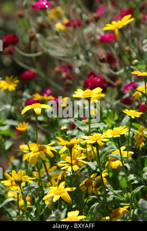 Jardins de Mount Pleasant, en Angleterre. Vue d'été des parterres en pleine floraison à Mount Pleasant Gardens. Banque D'Images