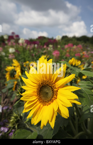 Norton Priory Museum & Gardens. Vue d'été de tournesols en fleurs au Norton Priory jardin clos. Banque D'Images