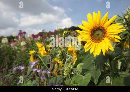 Norton Priory Museum & Gardens. Vue d'été de tournesols en fleurs au Norton Priory jardin clos. Banque D'Images