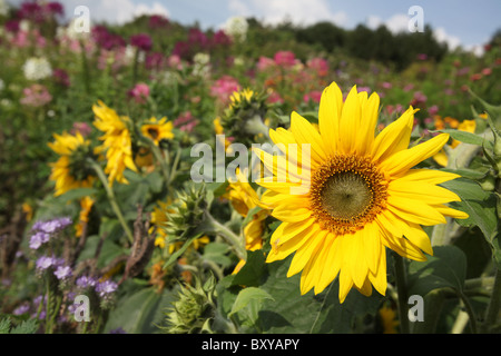 Norton Priory Museum & Gardens. Vue d'été de tournesols en fleurs au Norton Priory jardin clos. Banque D'Images