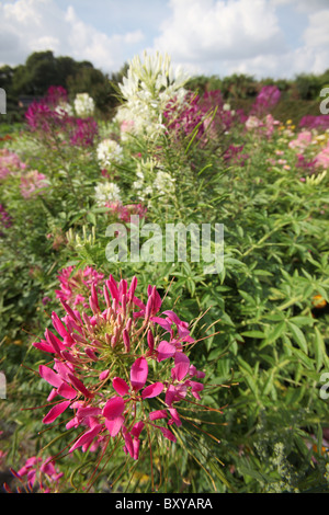 Norton Priory Museum & Gardens. Vue d'été de l'araignée fleur en pleine floraison au Norton Priory jardin clos. Banque D'Images