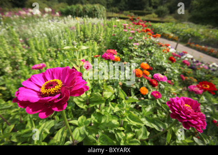 Norton Priory Museum & Gardens. Vue d'été d'un dahlia en pleine floraison au Norton Priory jardin clos. Banque D'Images