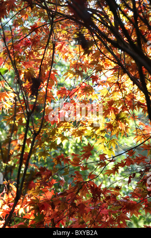 Jardins des rhododendrons Vallée Dunge, Angleterre. Vue de la vallée d'automne Dunge Jardins des rhododendrons. Banque D'Images