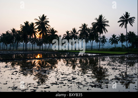 Riz indien préparé en face de palmiers au lever du soleil dans la campagne indienne. L'Andhra Pradesh, Inde Banque D'Images