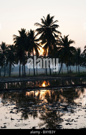 Riz indien préparé en face de palmiers au lever du soleil dans la campagne indienne. L'Andhra Pradesh, Inde Banque D'Images