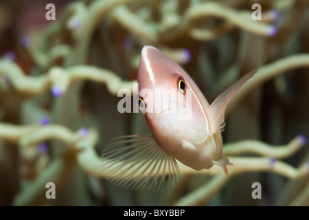 Poisson Clown Amphiprion perideraion, rose, Candidasa, Bali, Indonésie Banque D'Images