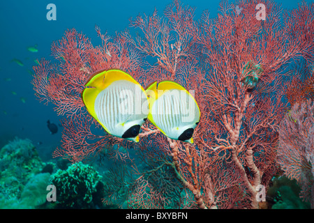 Paire de papillons, Chaetodon adiergastos Panda, Amed, Bali, Indonésie Banque D'Images