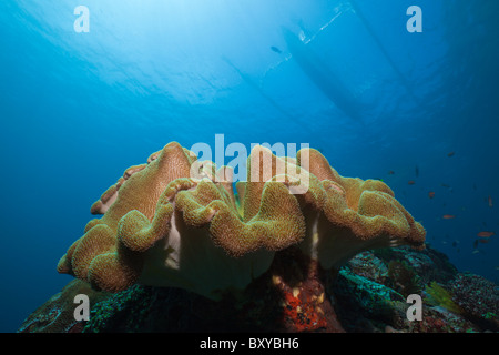 Coral Reef en cuir de champignons, Sarcophyton sp., Candidasa, Bali, Indonésie Banque D'Images