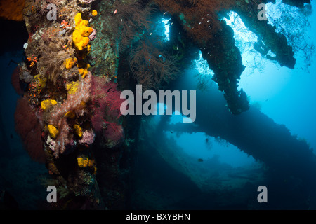 Impressions de liberté Wreck, Tulamben, Bali, Indonésie Banque D'Images