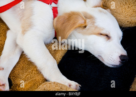 Vue de dessus d'un livre blanc et petit chien domestique dormir sur le tapis. Banque D'Images