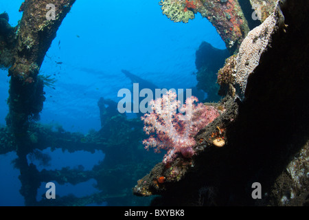 Impressions de liberté Wreck Stern, Tulamben, Bali, Indonésie Banque D'Images