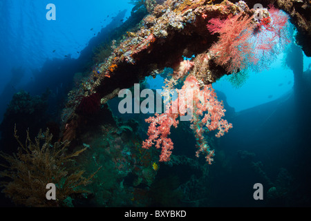 Impressions de liberté Wreck Stern, Tulamben, Bali, Indonésie Banque D'Images