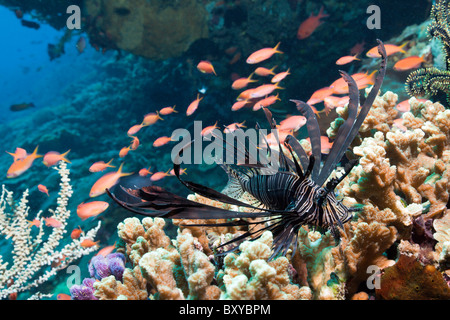 Poisson-papillon, Pterois volitans juvénile, Nusa Penida, Bali, Indonésie Banque D'Images