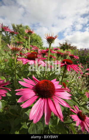 Bluebell Cottage Gardens, en Angleterre. Vue d'été de la frontière et de fleurs à Bluebell Cottage Gardens. Banque D'Images