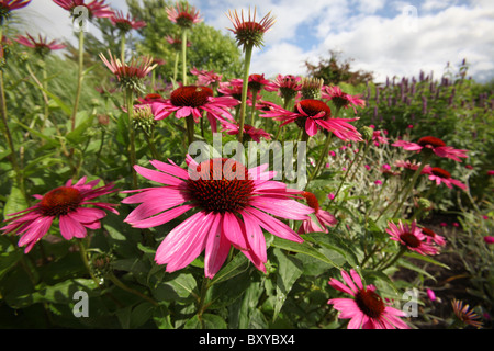 Bluebell Cottage Gardens, en Angleterre. Vue d'été de la frontière et de fleurs à Bluebell Cottage Gardens. Banque D'Images