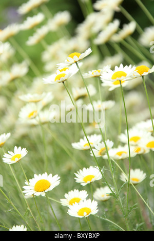 Bluebell Cottage Gardens, en Angleterre. Close up vue d'été de l'Anthemis Tinctoria en pleine floraison. Banque D'Images