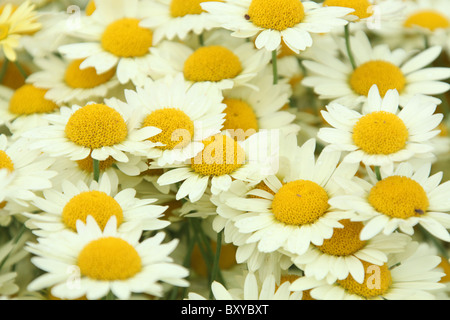 Bluebell Cottage Gardens, en Angleterre. Close up vue d'été de l'Anthemis Tinctoria en pleine floraison. Banque D'Images