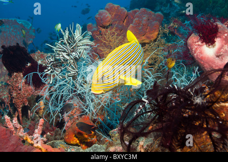 Ruban jaune de gaterins dans les récifs coralliens, Plectorhinchus polytaenia, Alam Batu, Bali, Indonésie Banque D'Images
