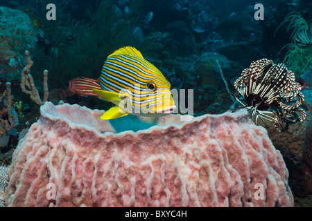 Ruban jaune de gaterins dans les récifs coralliens, Plectorhinchus polytaenia, Alam Batu, Bali, Indonésie Banque D'Images