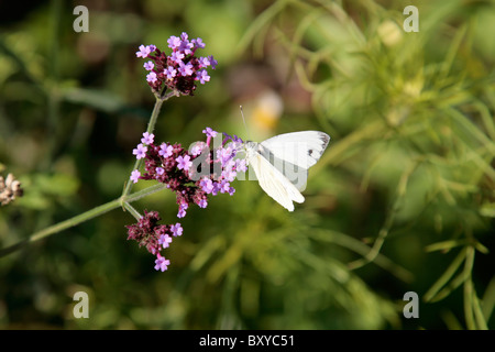 Grand papillon blanc (Pieris brassicae) aussi connu comme un chou blanc à fleurs roses Banque D'Images